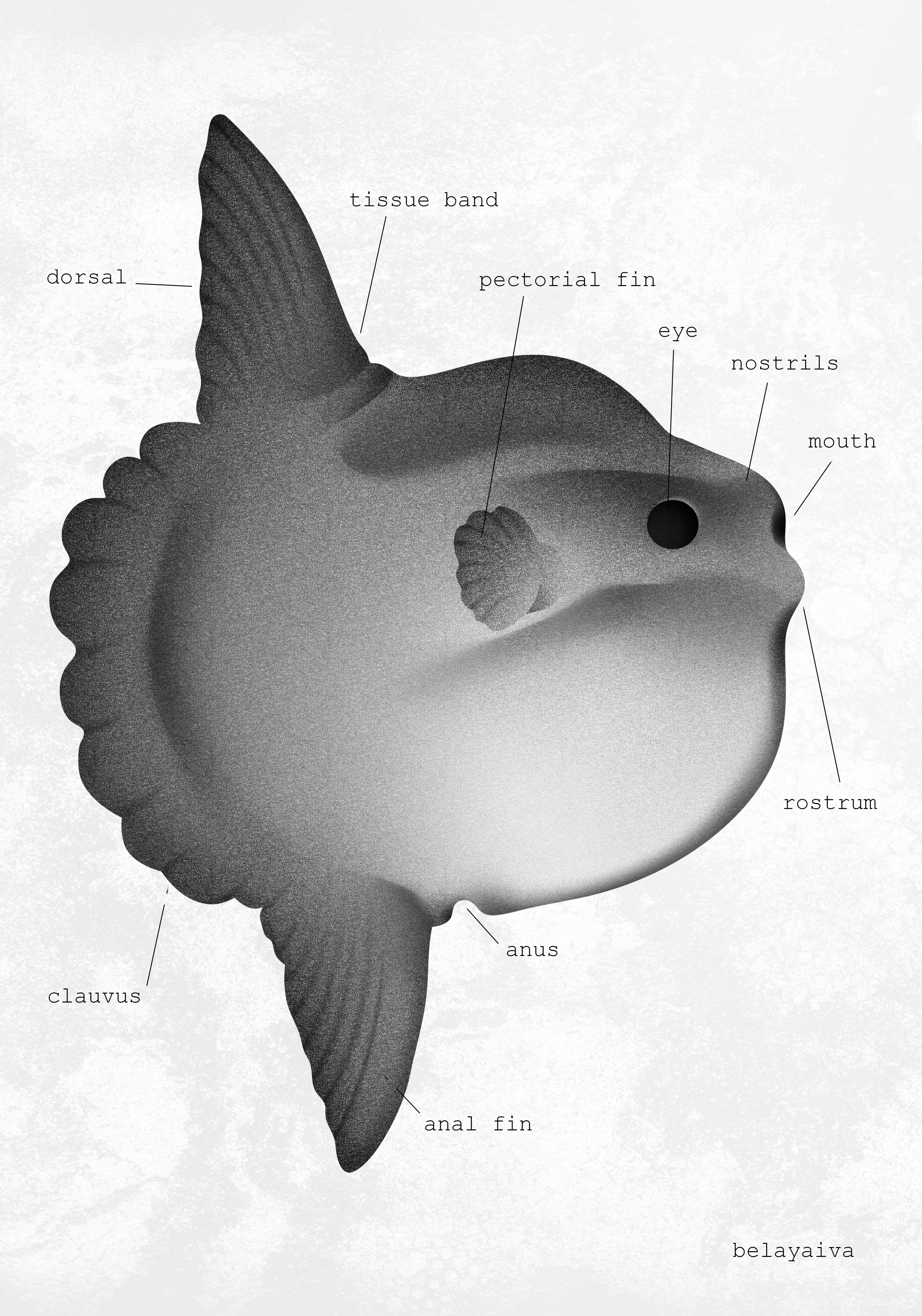 Открытки А5 рыба луна