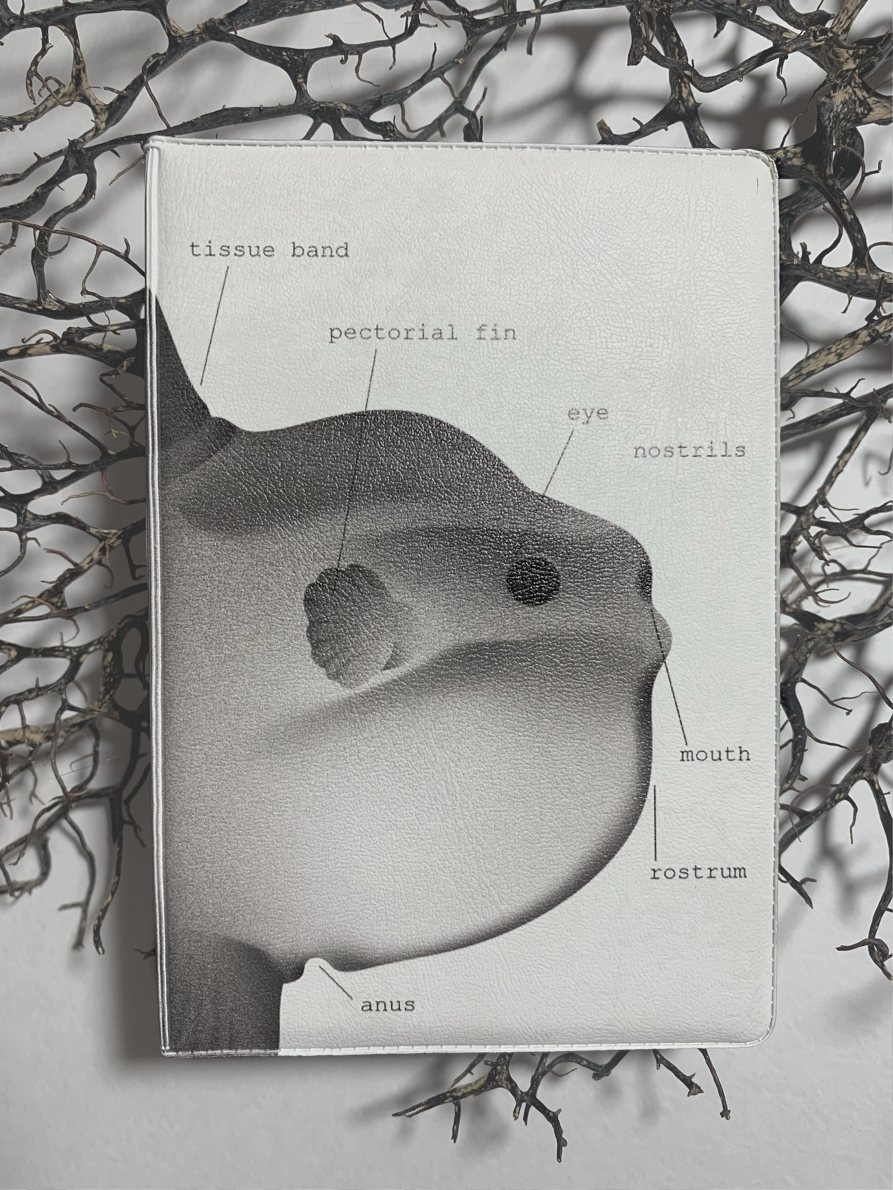 Паспорт рыба-луна