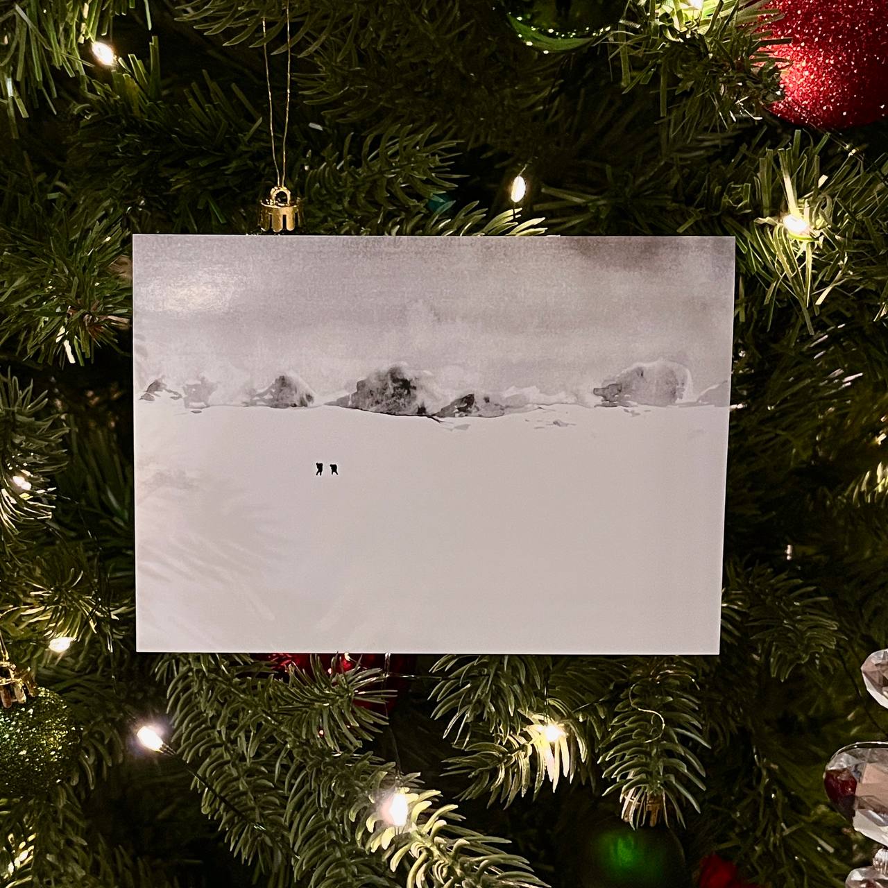 Открытка А6 "Арктика"