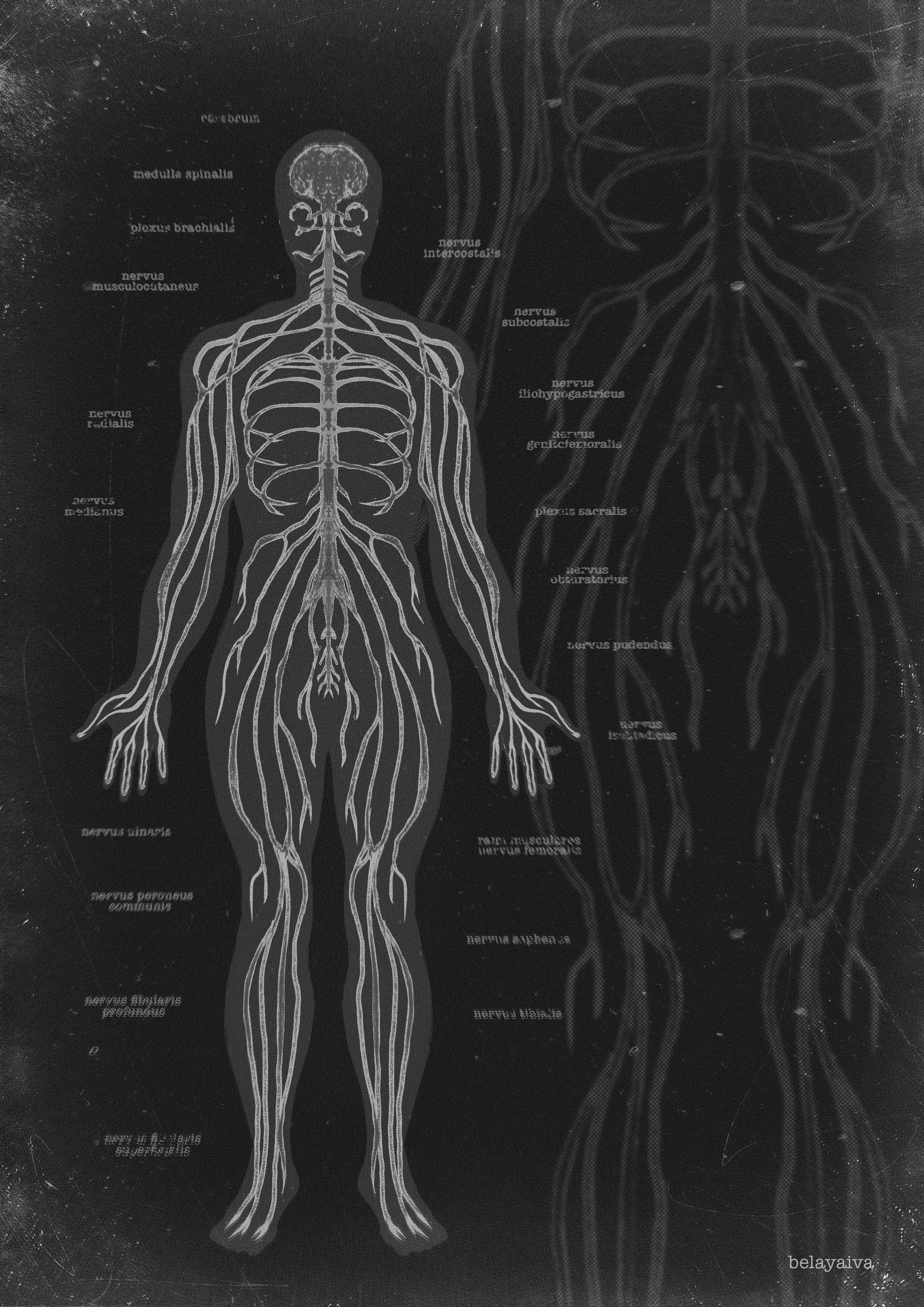 Плакат А4 нервы
